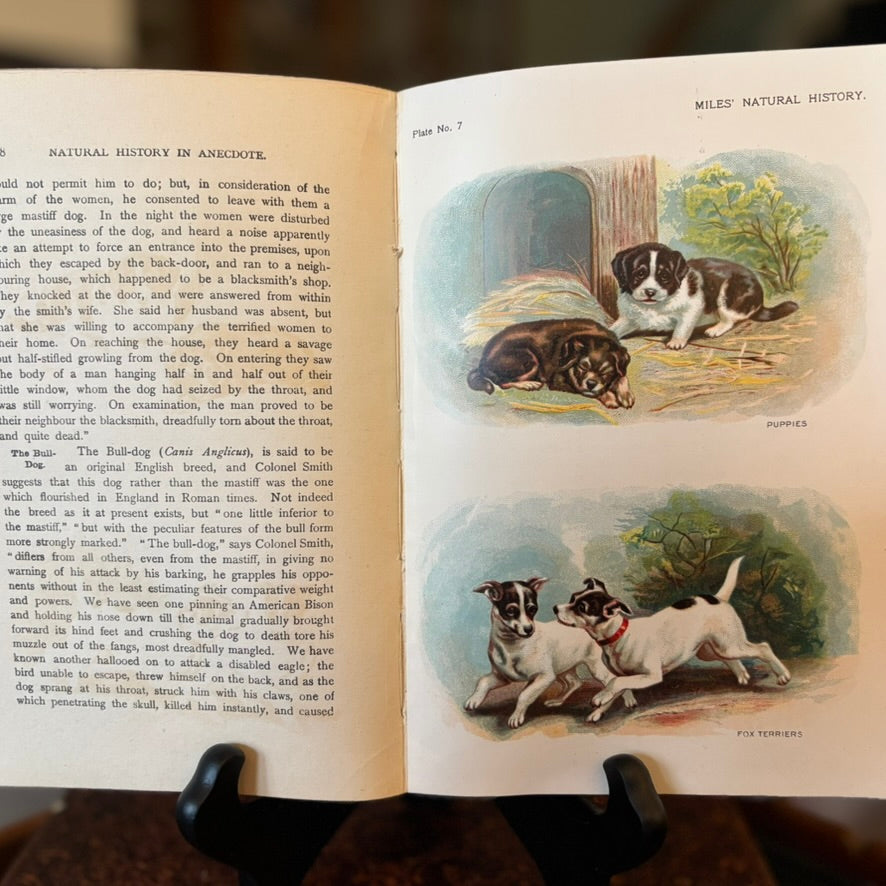 Five Hundred Fascinating Animal Stories | Alfred H. Miles | Illustrated Natural History Volume