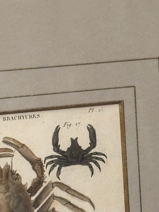 Antique French Crustacean Engraved Book Plate — Decapodes Brachyures, c. 1800