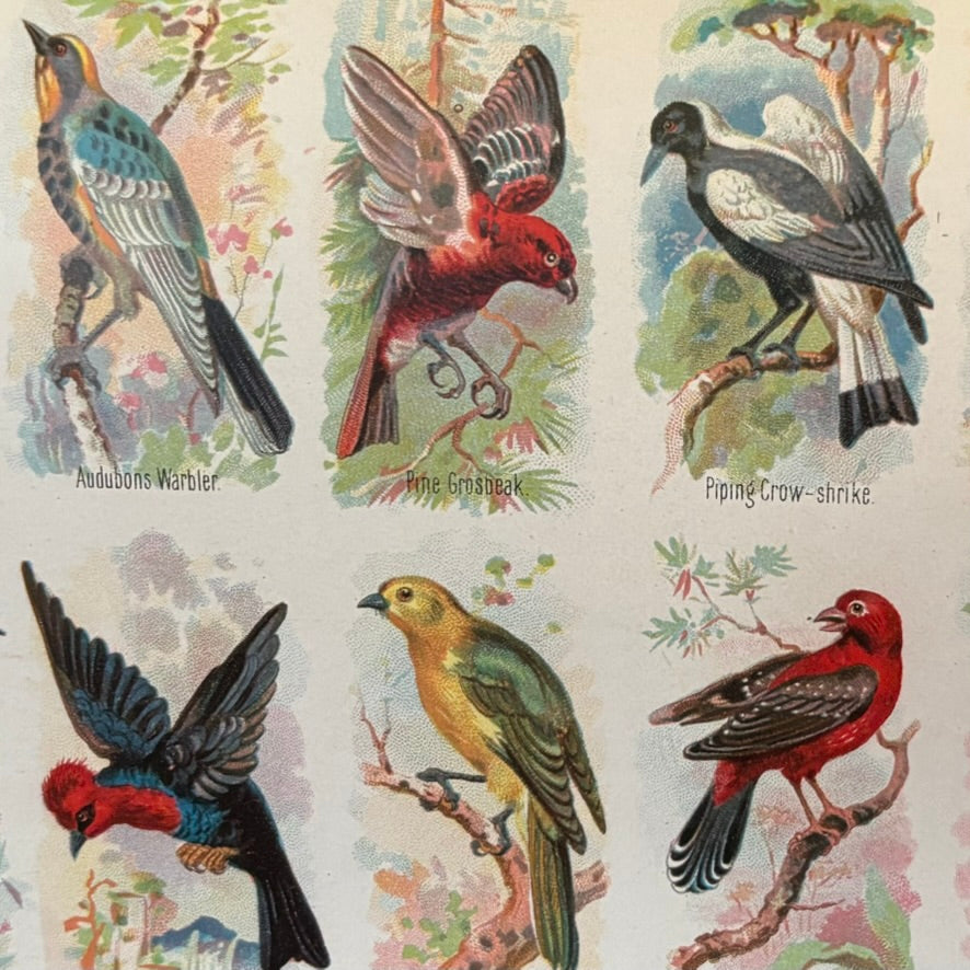 Five Hundred Fascinating Animal Stories | Alfred H. Miles | Illustrated Natural History Volume