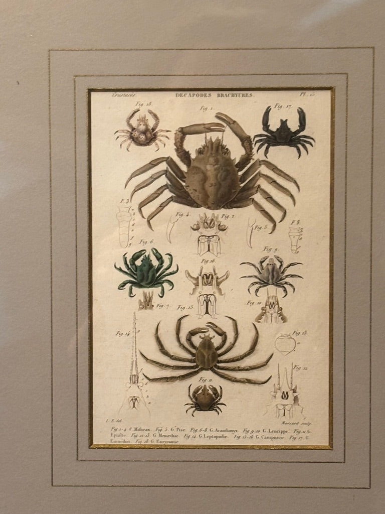 Antique French Crustacean Engraved Book Plate — Decapodes Brachyures, c. 1800