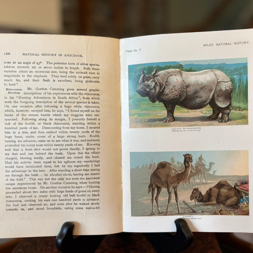 Five Hundred Fascinating Animal Stories | Alfred H. Miles | Illustrated Natural History Volume